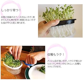 Amazon｜＼テレビで紹介されました／ 有機種子 ブロッコリースプラウト